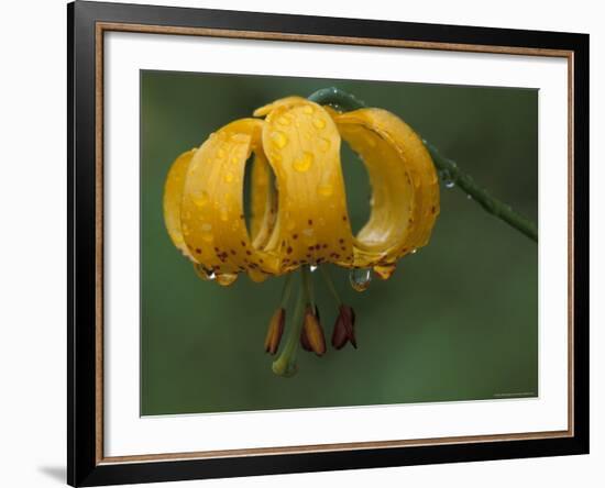 Columbia Tigerlily, Columbia Gorge, Oregon, USA-null-Framed Photographic Print