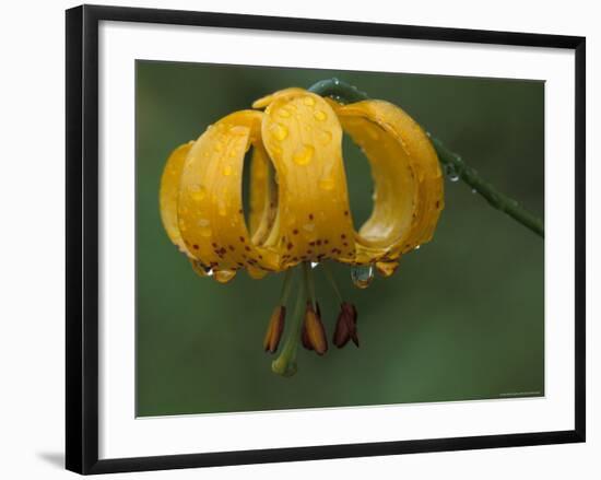 Columbia Tigerlily, Columbia Gorge, Oregon, USA-null-Framed Photographic Print