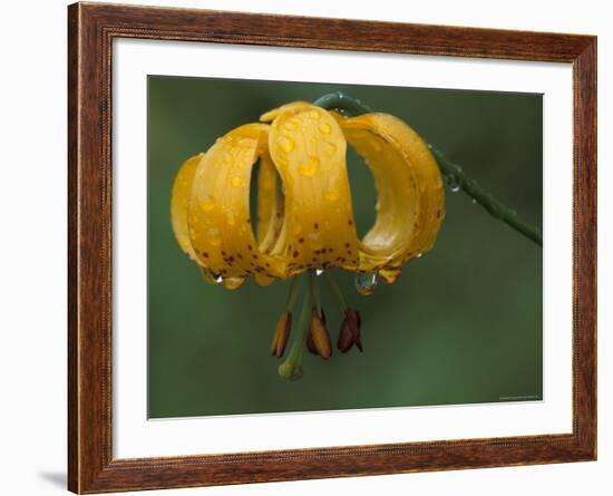 Columbia Tigerlily, Columbia Gorge, Oregon, USA-null-Framed Photographic Print