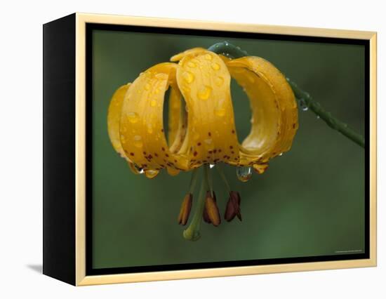 Columbia Tigerlily, Columbia Gorge, Oregon, USA-null-Framed Premier Image Canvas