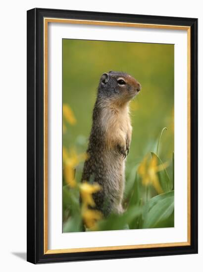 Columbian Ground Squirrel Among Glacier Lilies, Glacier National Park, Montana, Usa-John Barger-Framed Photographic Print