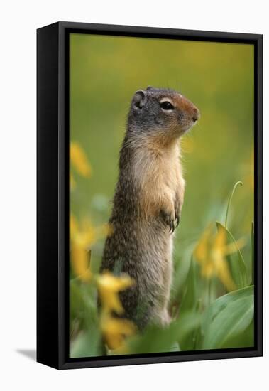 Columbian Ground Squirrel Among Glacier Lilies, Glacier National Park, Montana, Usa-John Barger-Framed Premier Image Canvas