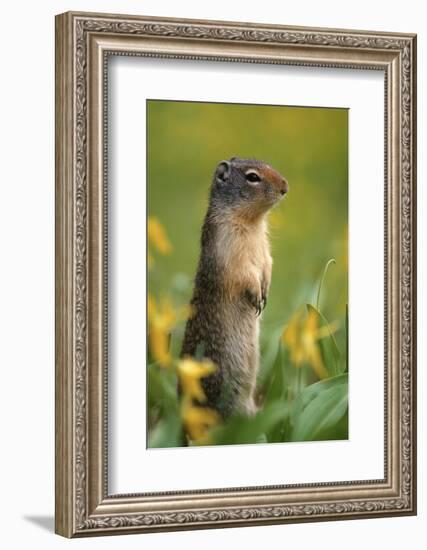 Columbian Ground Squirrel Among Glacier Lilies, Glacier National Park, Montana, Usa-John Barger-Framed Photographic Print