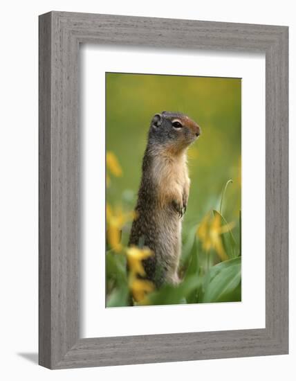 Columbian Ground Squirrel Among Glacier Lilies, Glacier National Park, Montana, Usa-John Barger-Framed Photographic Print