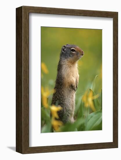 Columbian Ground Squirrel Among Glacier Lilies, Glacier National Park, Montana, Usa-John Barger-Framed Photographic Print