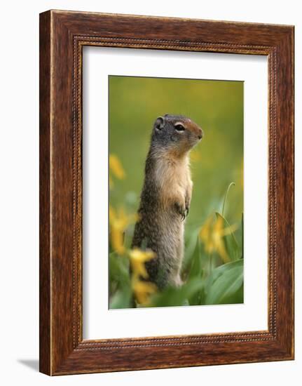 Columbian Ground Squirrel Among Glacier Lilies, Glacier National Park, Montana, Usa-John Barger-Framed Photographic Print