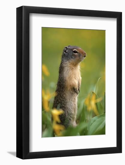 Columbian Ground Squirrel Among Glacier Lilies, Glacier National Park, Montana, Usa-John Barger-Framed Photographic Print