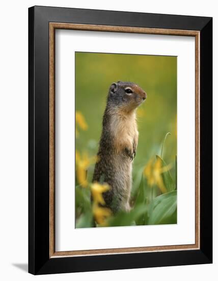 Columbian Ground Squirrel Among Glacier Lilies, Glacier National Park, Montana, Usa-John Barger-Framed Photographic Print