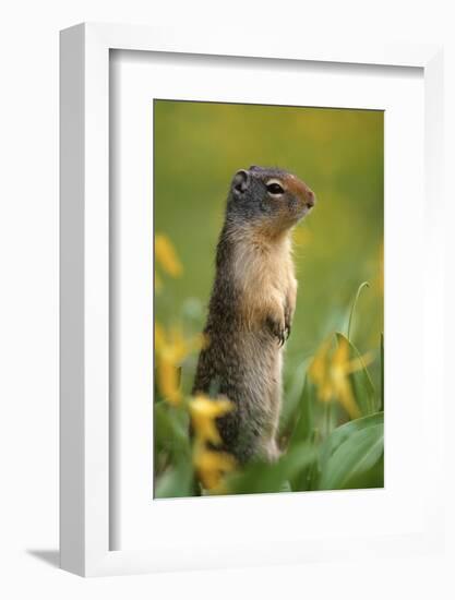 Columbian Ground Squirrel Among Glacier Lilies, Glacier National Park, Montana, Usa-John Barger-Framed Photographic Print