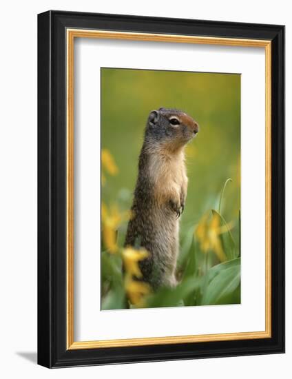 Columbian Ground Squirrel Among Glacier Lilies, Glacier National Park, Montana, Usa-John Barger-Framed Photographic Print