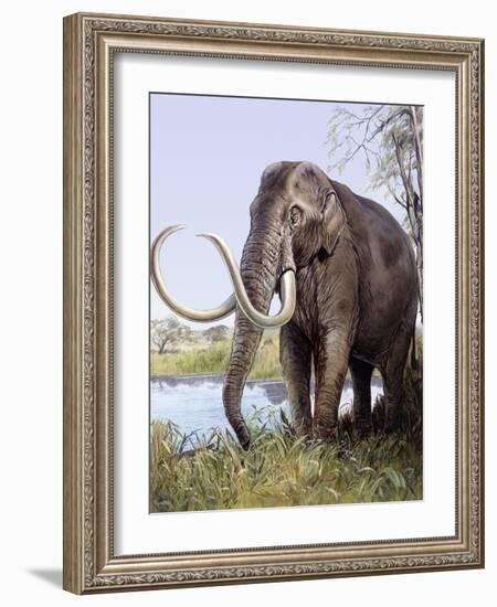 Columbian Mammoth-null-Framed Photographic Print