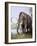 Columbian Mammoth-null-Framed Photographic Print