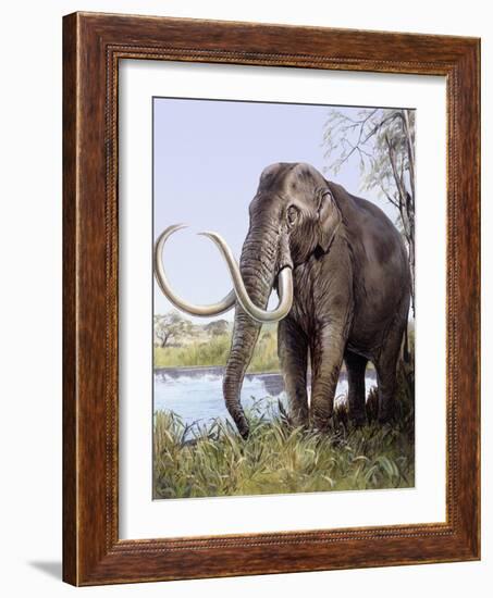 Columbian Mammoth-null-Framed Photographic Print