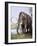 Columbian Mammoth-null-Framed Photographic Print