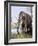 Columbian Mammoth-null-Framed Photographic Print