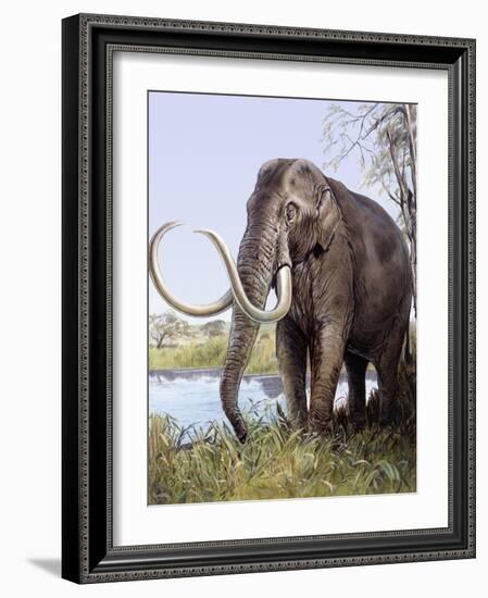 Columbian Mammoth-null-Framed Photographic Print