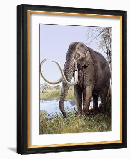 Columbian Mammoth-null-Framed Photographic Print