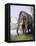 Columbian Mammoth-null-Framed Premier Image Canvas