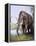 Columbian Mammoth-null-Framed Premier Image Canvas