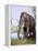 Columbian Mammoth-null-Framed Premier Image Canvas