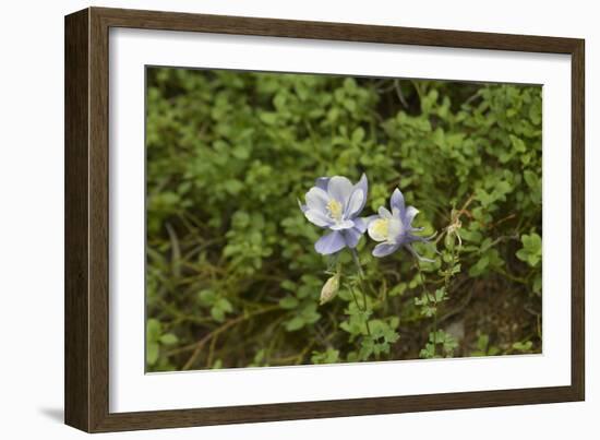 Columbine, a native Wildflower in the Pecos Wilderness, Sangre De Cristo Mountains-null-Framed Photographic Print