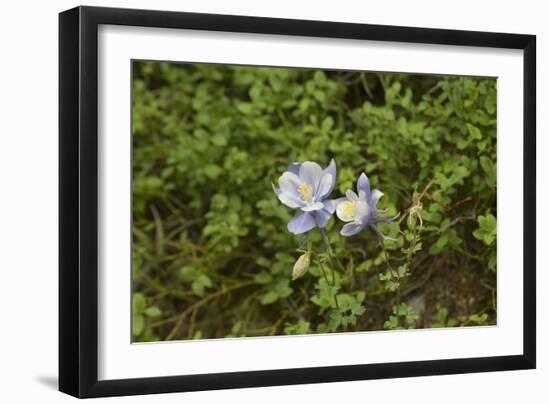 Columbine, a native Wildflower in the Pecos Wilderness, Sangre De Cristo Mountains-null-Framed Photographic Print