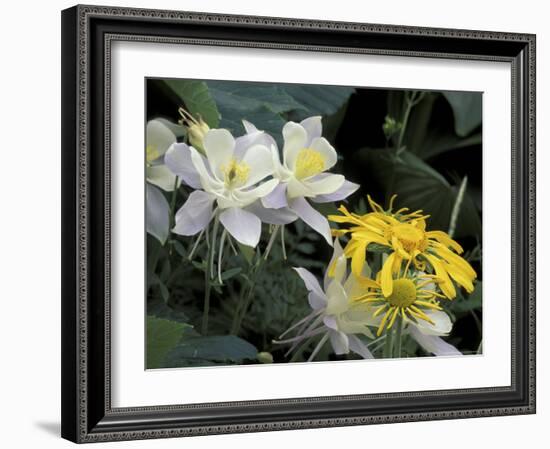 Columbine and Orange Sneezeweed, Gunnison National Forest, Colorado, USA-Adam Jones-Framed Photographic Print