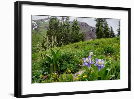Columbine and Wildflowers in Colorado Mountain Basin-kvd design-Framed Photographic Print