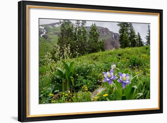 Columbine and Wildflowers in Colorado Mountain Basin-kvd design-Framed Photographic Print