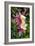 Columbine (Aquilegia Sp.)-Kaj Svensson-Framed Photographic Print