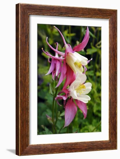 Columbine (Aquilegia Sp.)-Kaj Svensson-Framed Photographic Print