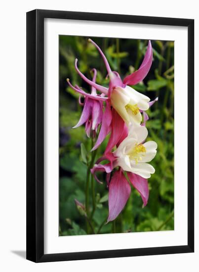 Columbine (Aquilegia Sp.)-Kaj Svensson-Framed Photographic Print