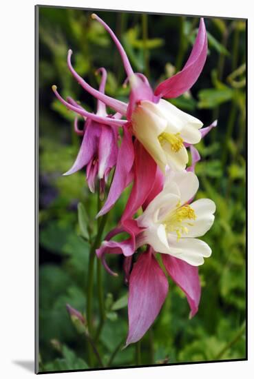 Columbine (Aquilegia Sp.)-Kaj Svensson-Mounted Photographic Print