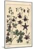 Columbine, Aquilegia Vulgaris, Flower Parts, 1897 (Lithograph)-Eugene Grasset-Mounted Giclee Print