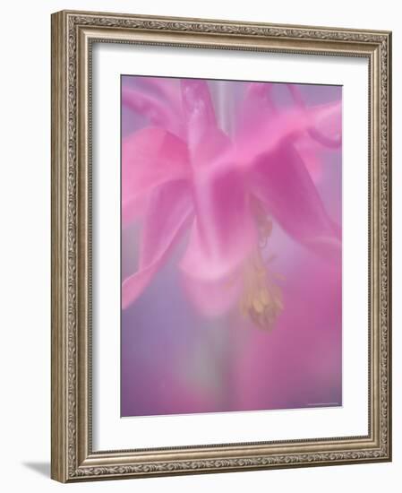 Columbine, Aquilegia Vulgaris-Thorsten Milse-Framed Photographic Print