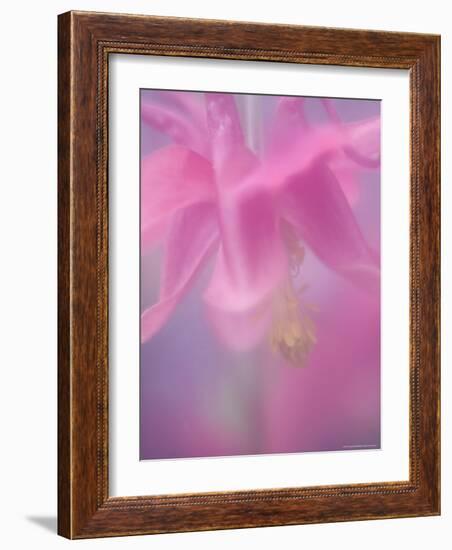 Columbine, Aquilegia Vulgaris-Thorsten Milse-Framed Photographic Print