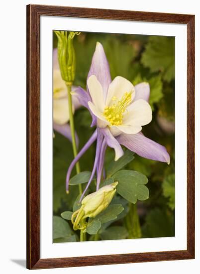 Columbine flower, Arizona-Adam Jones-Framed Photographic Print