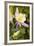 Columbine flower, Arizona-Adam Jones-Framed Photographic Print