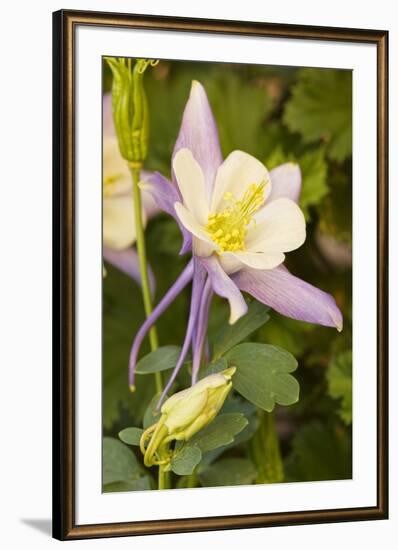 Columbine flower, Arizona-Adam Jones-Framed Photographic Print