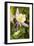 Columbine flower, Arizona-Adam Jones-Framed Photographic Print
