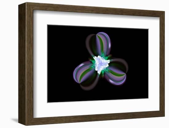 Columbine Flower, Colorado-Adam Jones-Framed Photographic Print