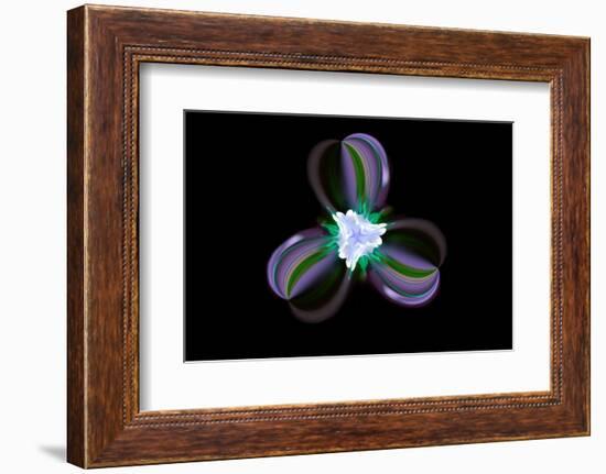 Columbine Flower, Colorado-Adam Jones-Framed Photographic Print