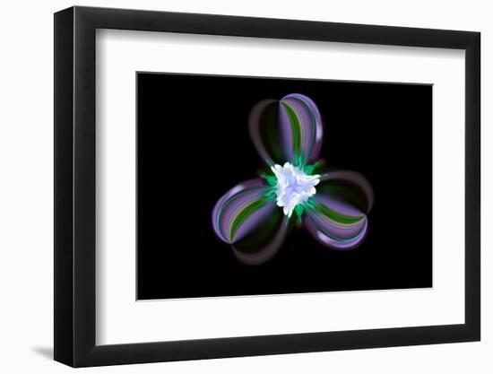 Columbine Flower, Colorado-Adam Jones-Framed Photographic Print