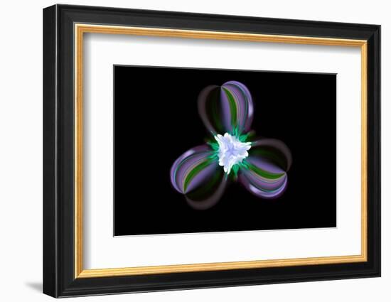 Columbine Flower, Colorado-Adam Jones-Framed Photographic Print