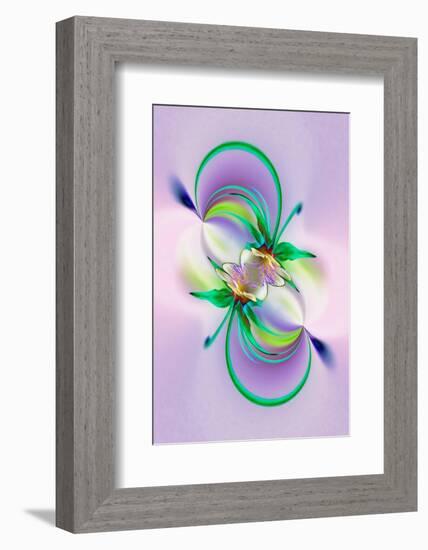 Columbine flower, Colorado-Adam Jones-Framed Photographic Print