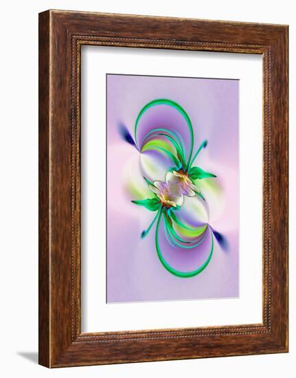 Columbine flower, Colorado-Adam Jones-Framed Photographic Print