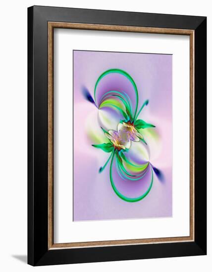 Columbine flower, Colorado-Adam Jones-Framed Photographic Print