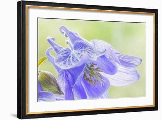 Columbine Flowers I-Kathy Mahan-Framed Photographic Print