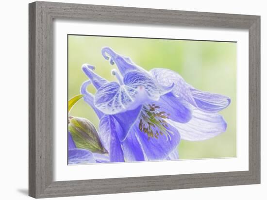 Columbine Flowers I-Kathy Mahan-Framed Photographic Print