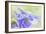 Columbine Flowers I-Kathy Mahan-Framed Photographic Print